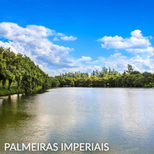 Palmeiras Imperiais - Salto